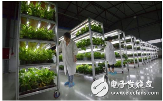 科学家采用特制LED灯,可使小麦生长速度比平常快2倍