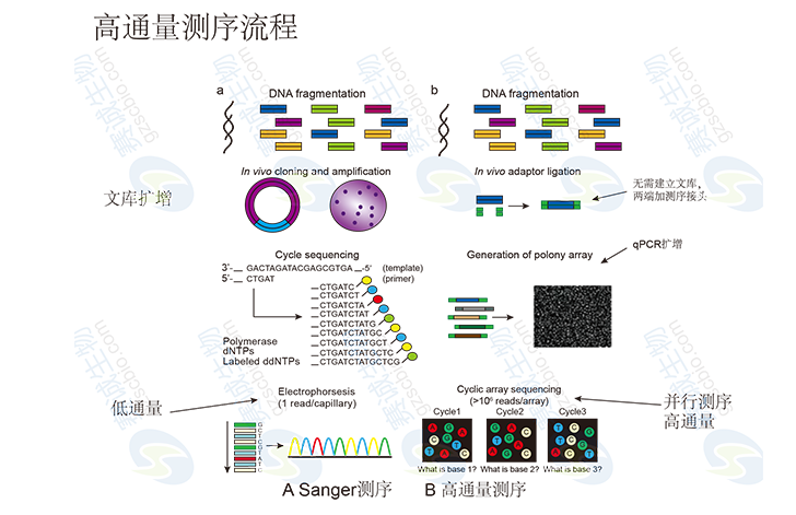 高通量测序生物信息学分析