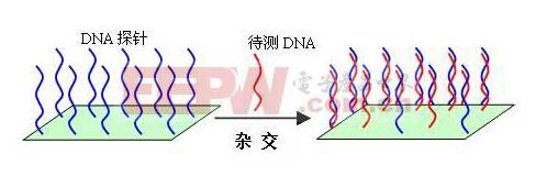 基因芯片的工作原理_基因芯片可以查哪些病