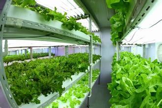 富士康打造全球最大植物工厂 从5月开始就可以吃到自家种植的蔬菜 电子发烧友网