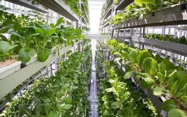 未来食品应该是什么样子?这11项创新技术告诉你