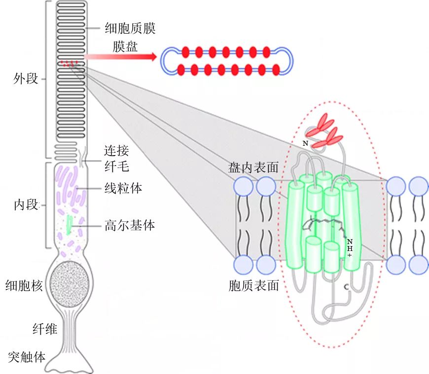 視覺系統(tǒng)的神奇之旅 視覺系統(tǒng)是怎么演化成今天樣子的？