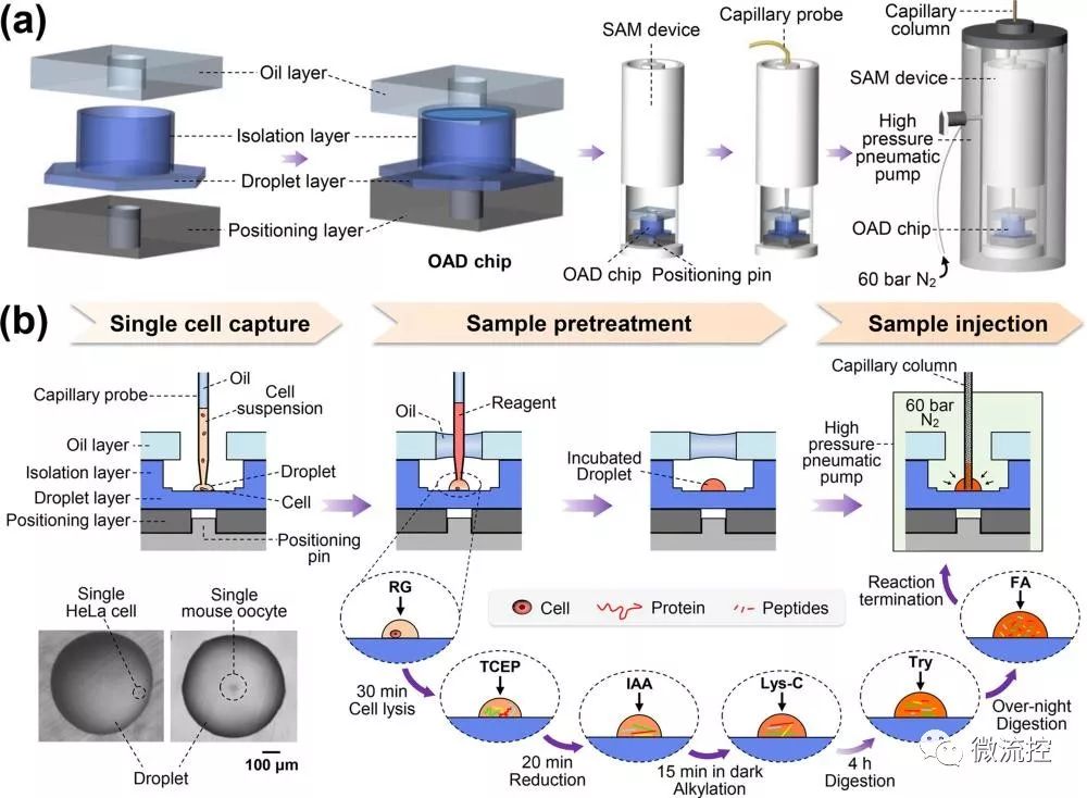 单细胞蛋白质组学分析研究新突破！将微流控液滴与蛋白质组分析技术相结合