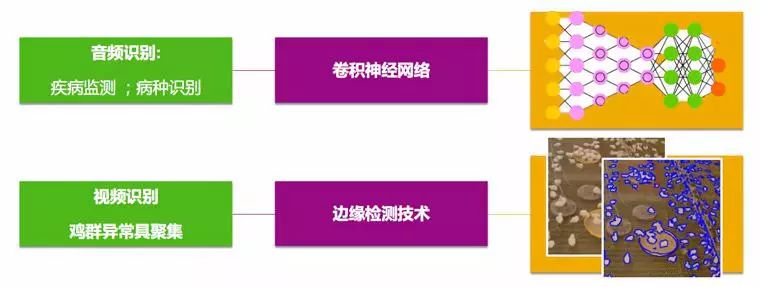 人工智能拯救小鸡 科技改变生活