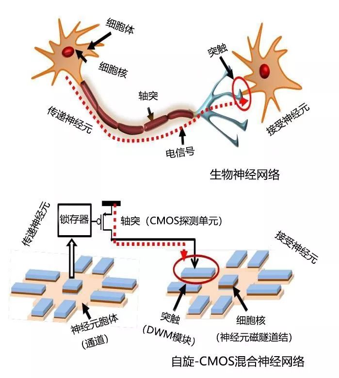 是指仿真生物大脑神经系统,在芯片上模拟生物神经元,突触的功能及其