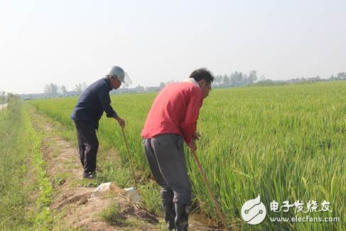 杂交水稻制种进入关键阶段,植保无人机助力进行空中喷洒赤霉素