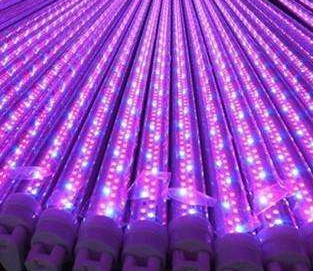 國外一公司利用LED照明種植醫用大麻