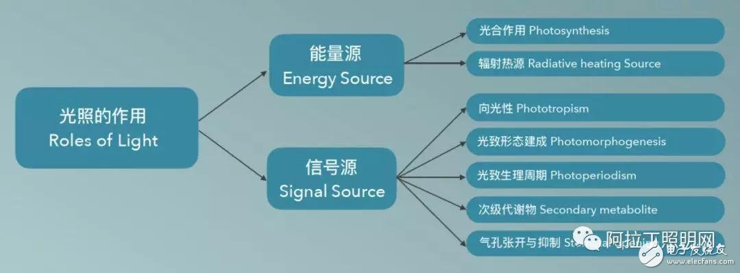 植物照明燈具生產企業的發展前景如何
