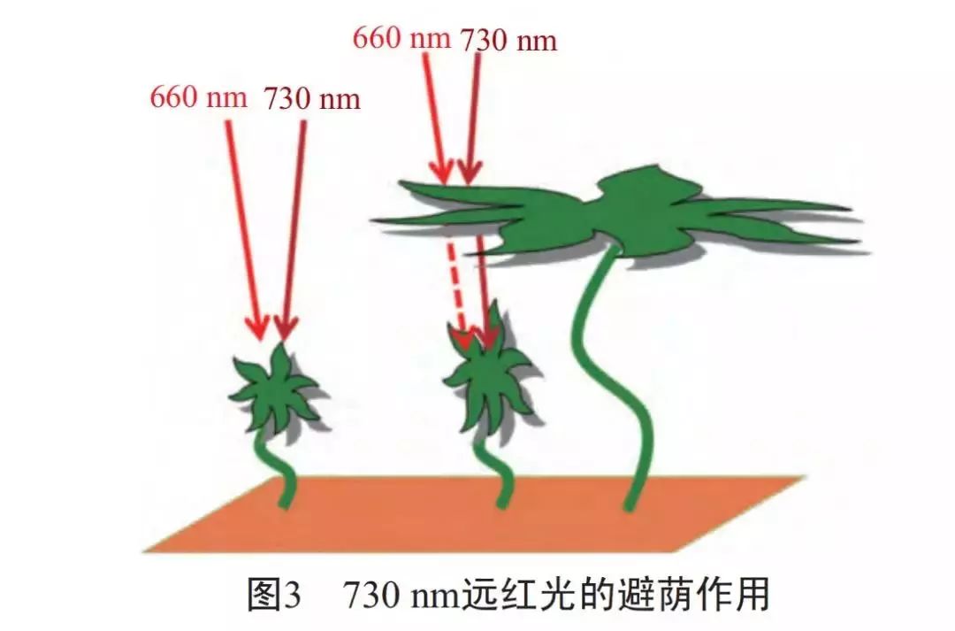 光照对于植物生长的影响——光合作用和光敏色素