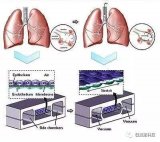 科学让芯片替代人体器官