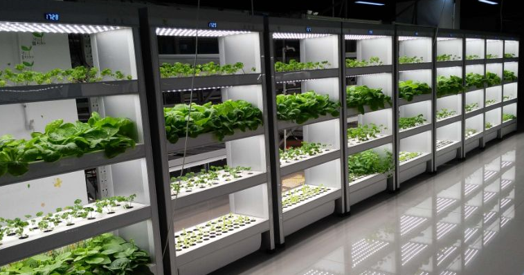 日本LED植物工厂发展现状如何