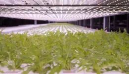 日本LED照明植物工厂给我们带来什么启示