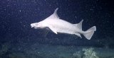 海洋生物学家们在水下无人机的帮助下,探寻到了一处...