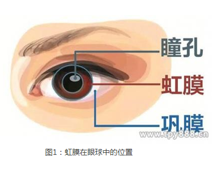 指纹识别技术在手机上被应用得最为广泛