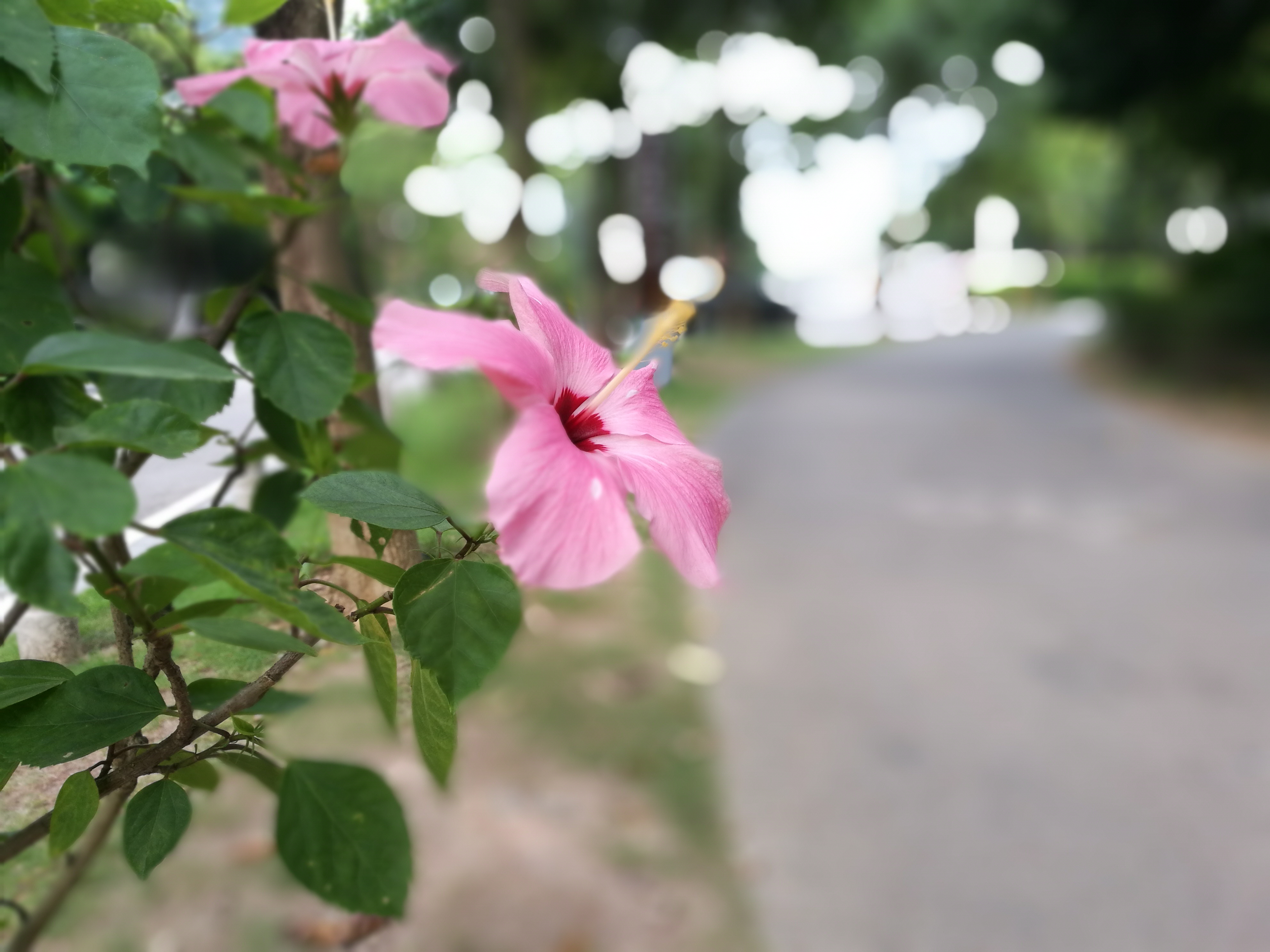 荣耀8大光圈模式样片