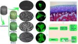 3D打印生物陶瓷支架表面微纳米结构调控骨-软骨一...