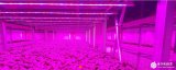 BioExtraSolum在意大利建立首个功能性...