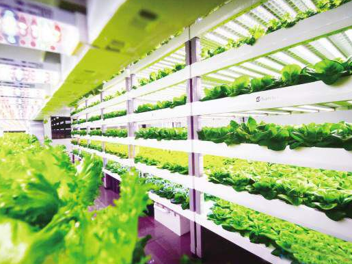 世界首个地下全自动植物工厂可实现LED光照和营养...
