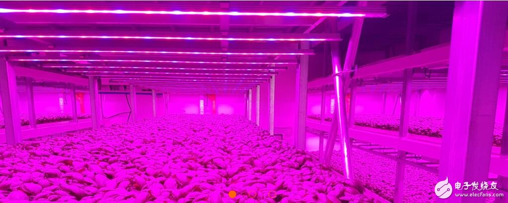 BioExtraSolum在意大利建立首个功能性垂直培育农场 产量提高了两倍收获速度也翻倍