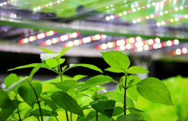 意大利建立起首个LED植物照明垂直培育农场