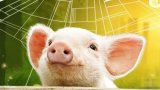 为什么中国的科技巨头都爱上了养猪?
