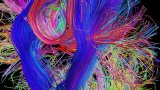 绘制出完整的人类脑连接组图是有史以来最大的技术挑...