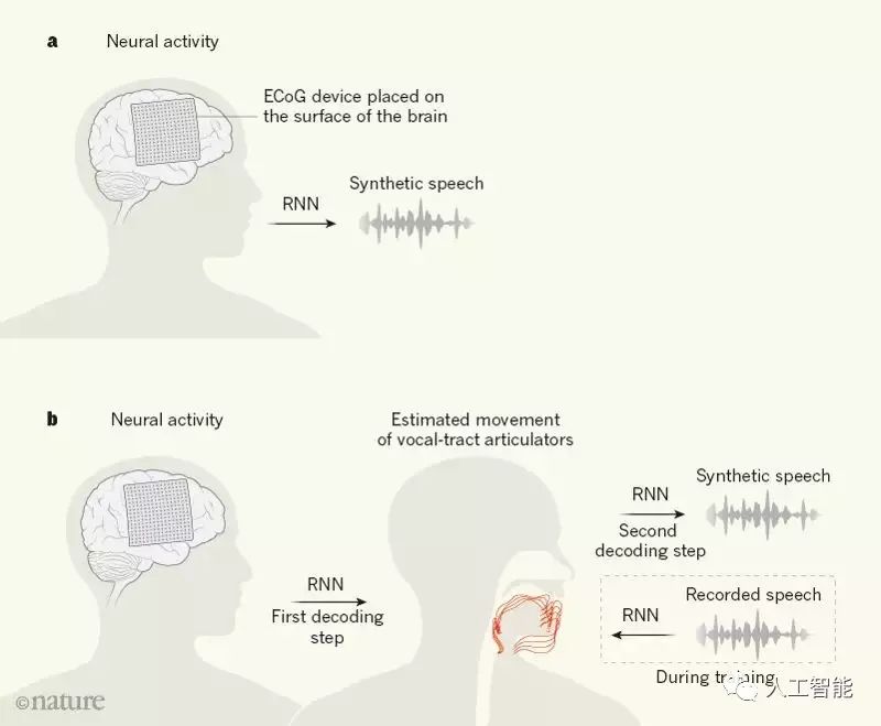 华裔科学家成功解码脑电波 AI直接从大脑中合成语音