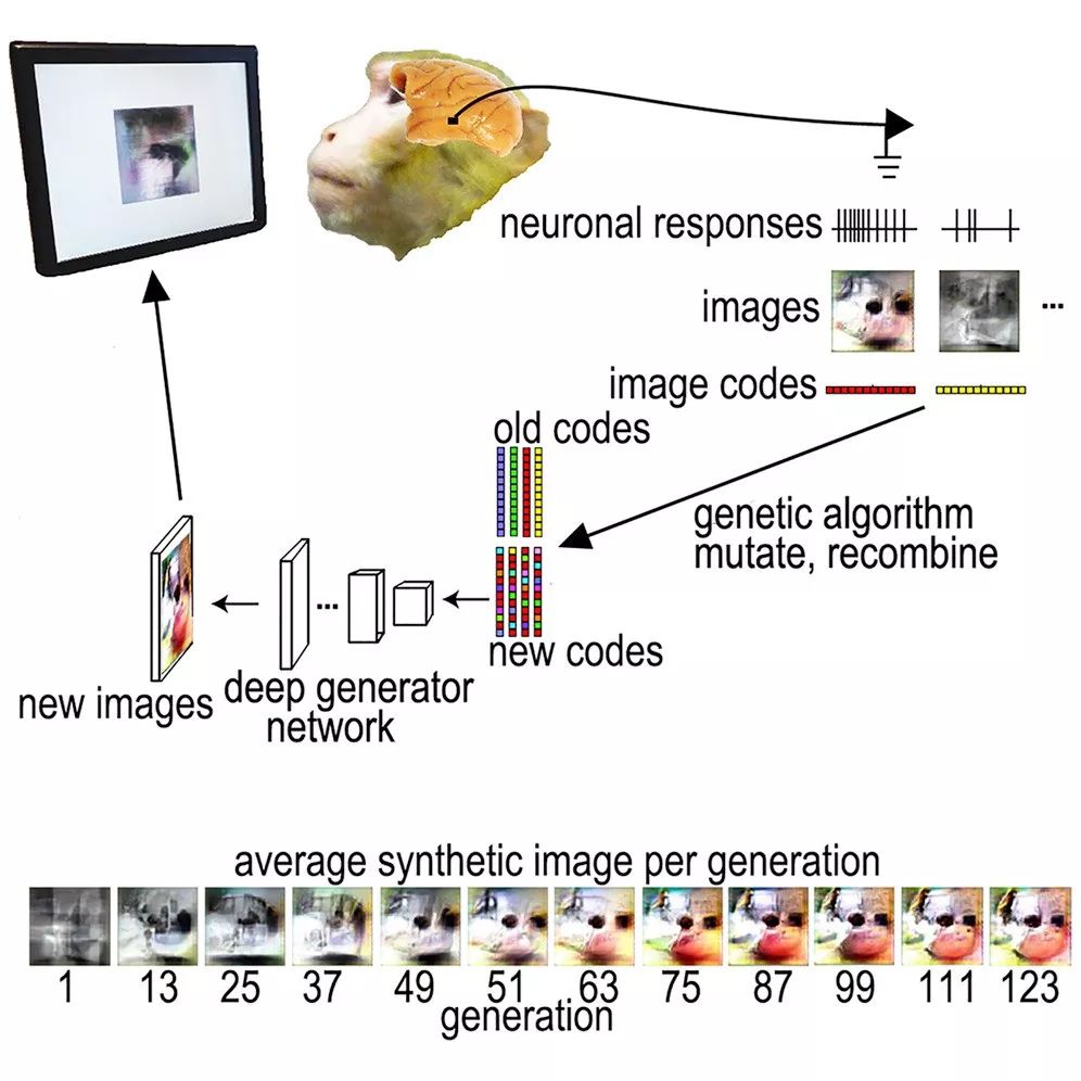 哈佛大学用GAN+遗传算法 创造图像控制猴子大脑