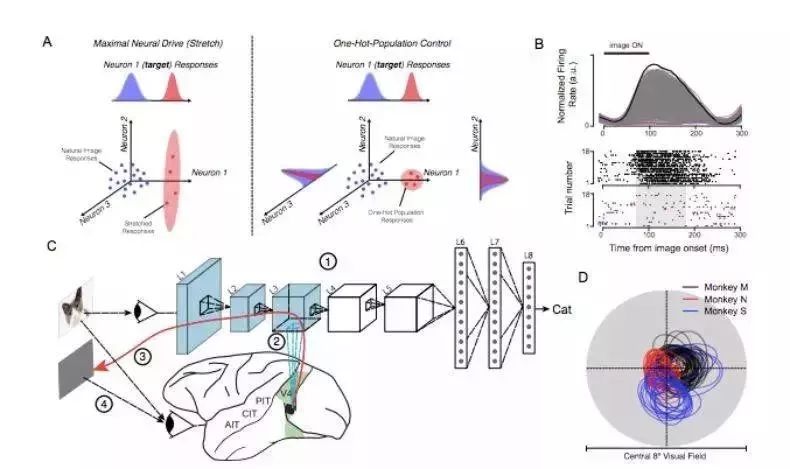 用人工神经网络控制真实大脑，MIT的科学家做到了