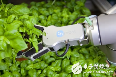 丹麦花卉公司用机器人对植物进行采摘及包装