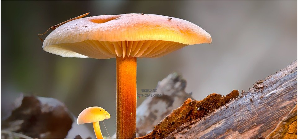 工业物联网投资怎样做可以确保