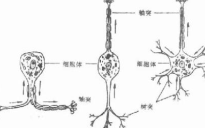 研究表明神经元可以根据明确定义的方向传输电信号