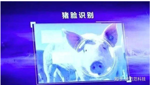 人工智能养猪可以为养猪的人造福吗