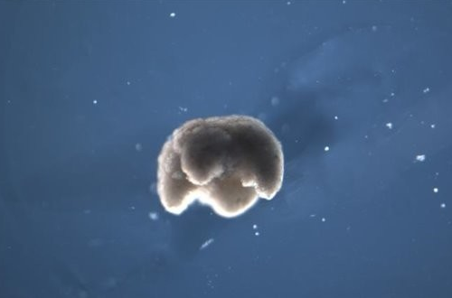 美国研究人员使用青蛙DNA创造出了一种可编程的活...