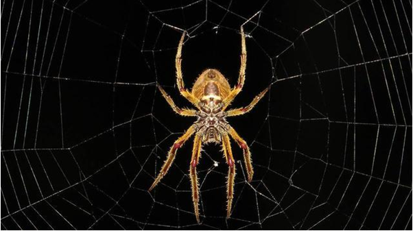 一種稱為“蜘蛛(Spider)”的更有效的交易路...