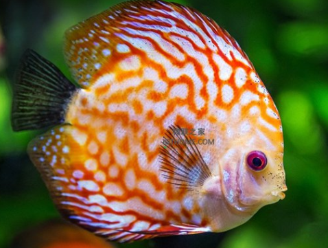 物联网在智能水族产品中的应用介绍