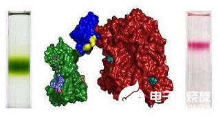 科學(xué)家開發(fā)出一種光合作用蛋白系統(tǒng) 可增強(qiáng)太陽能技術(shù)設(shè)備的可持續(xù)性