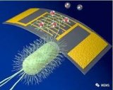 有史以来最为敏感的生物电子氨气传感器