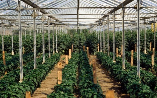 具備自動控制的智能系統已成為了大棚種植的潮流