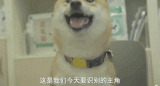 人臉識別技術正如火如荼地開展,狗臉識別技術也不甘...