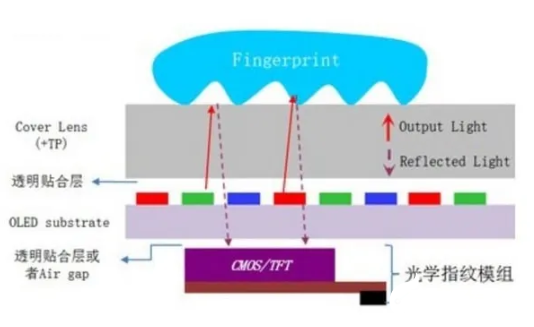 解析市場上的指紋識別技術(shù)