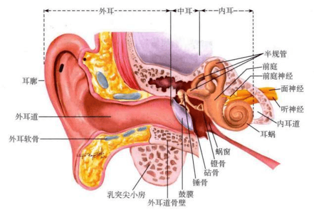 骨傳導耳機<b>能不能</b>保護聽力？骨傳導耳機原理科普及分析