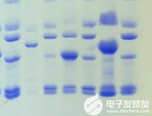 探索生物学中的电泳