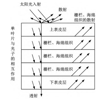 粳稻地物光谱特征波段分析