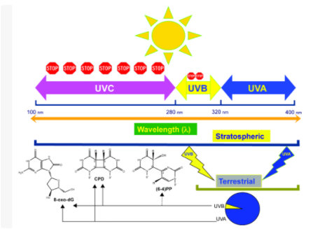 立洋光電 I UVA LED紫外光源 科技革新應用領域！