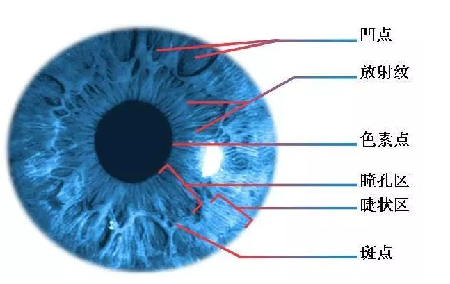 詳細剖析虹膜識別技術原理和應用領域