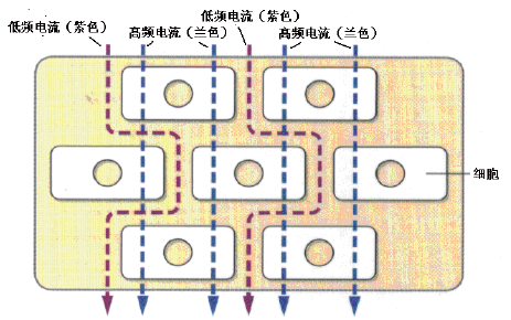 新型人体<b class='flag-5'>成分分析</b>测试仪的应用基本<b class='flag-5'>方法</b>详细资料免费下载