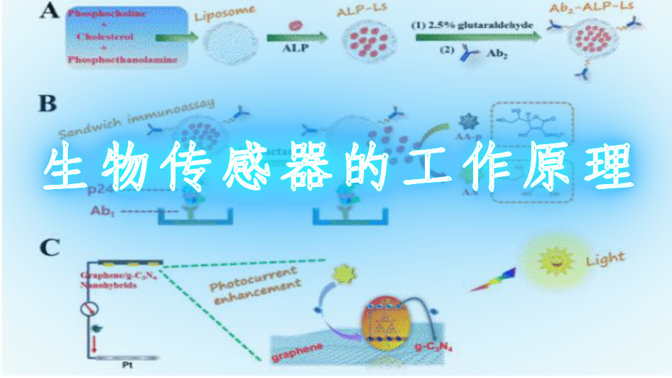 生物傳感器的工作原理