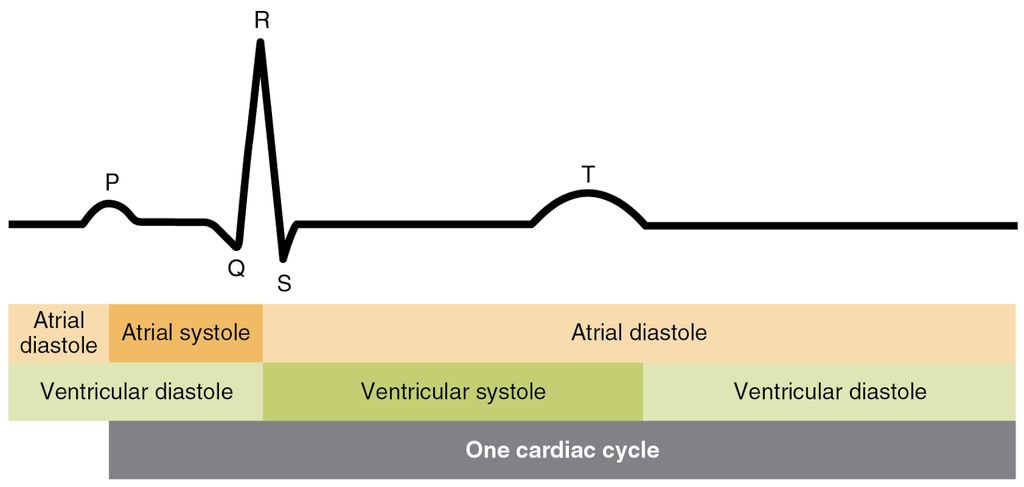 怎樣構建顯示人的心電圖的設備