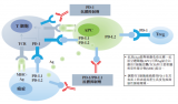 特瑞普利單抗成為首個美國FDA突破性療法認定的國產(chǎn)抗PD-1單抗